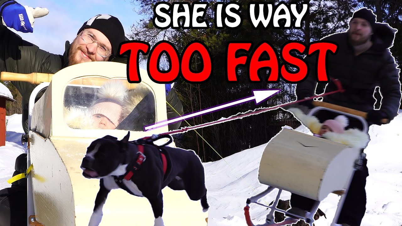 Baby tries out Sled-Dog's with a Staffy (Staffordshire Bullterrier)
