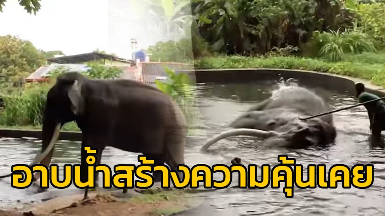 กิจกรรมร่วมกันวันแรกของพ่อพลายศักดิ์สุรินทร์กับพี่ควาญไทย