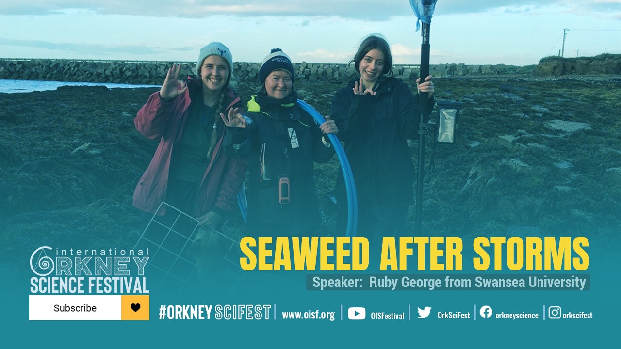 SEAWEED AFTER STORMS