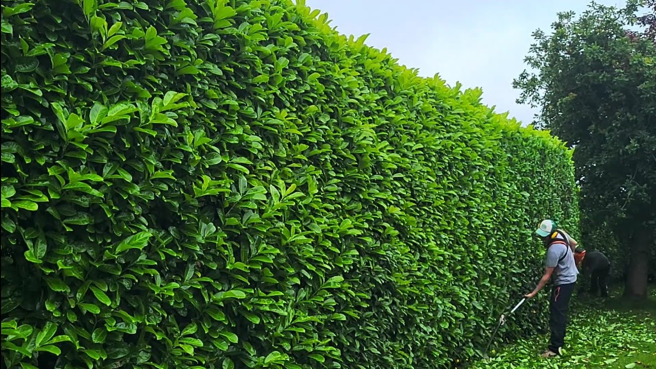 Cherry laurel trim