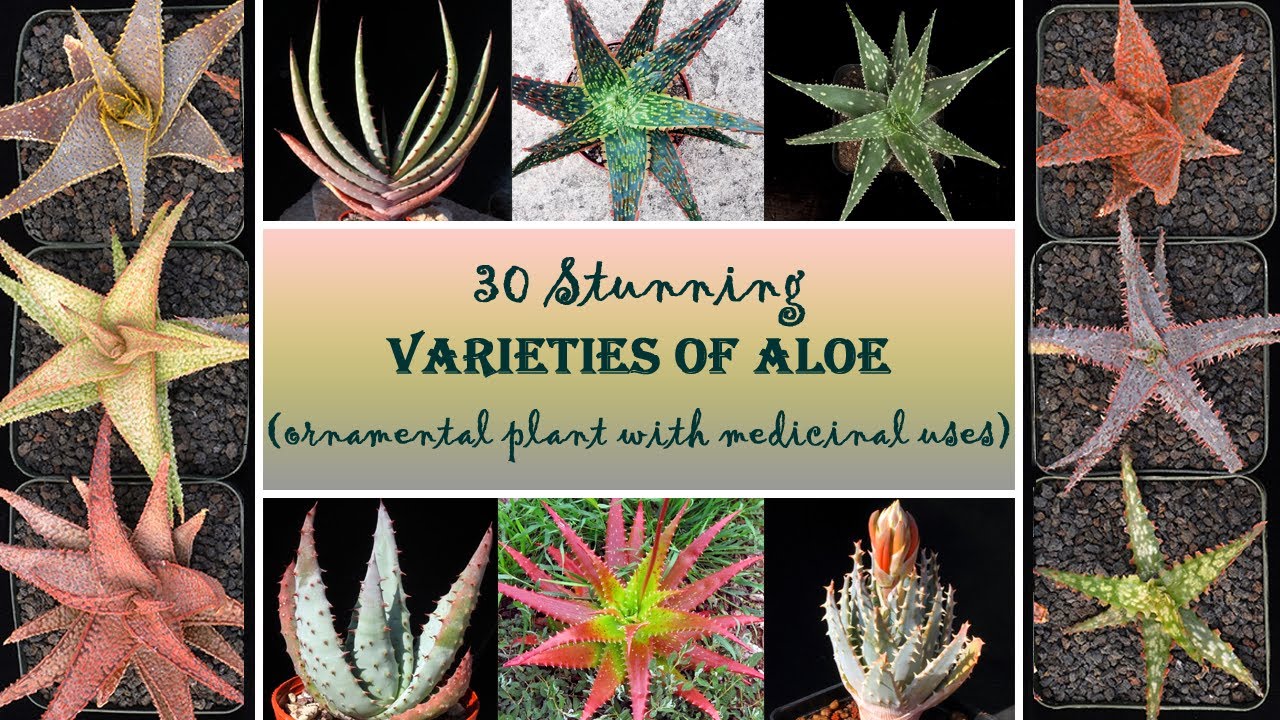 30 Stunning varieties of Aloe | Beautiful and Hardy Ornamental plant with medicinal use | Aloe Vera