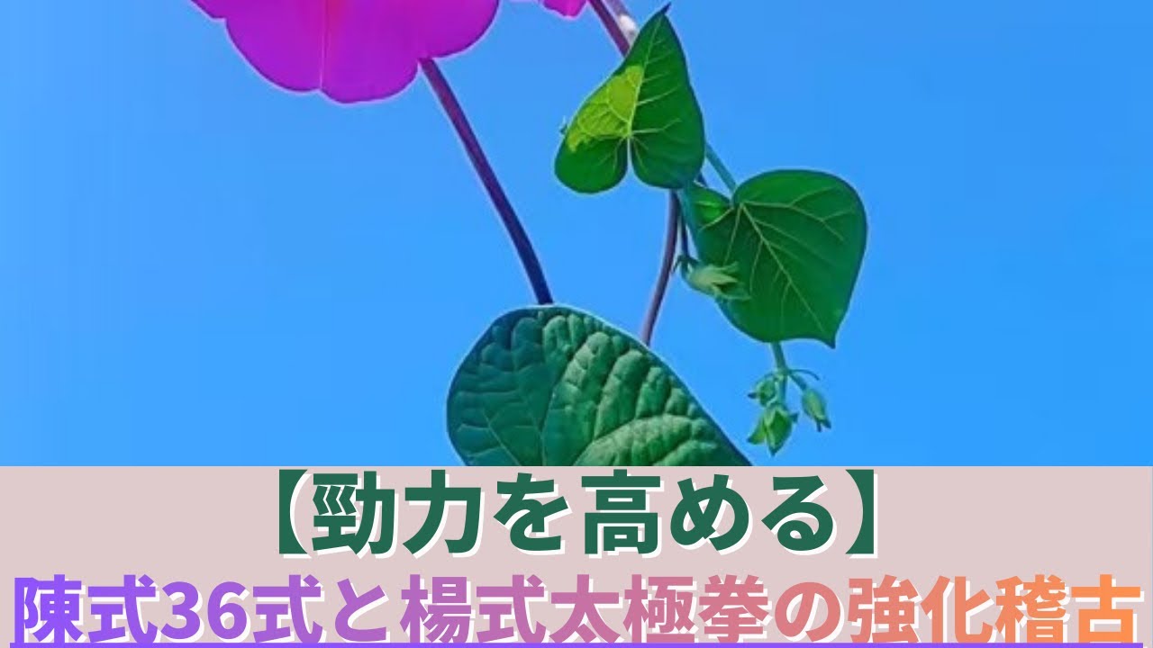 勁力を高める陳式36式と楊式太極拳の強化稽古