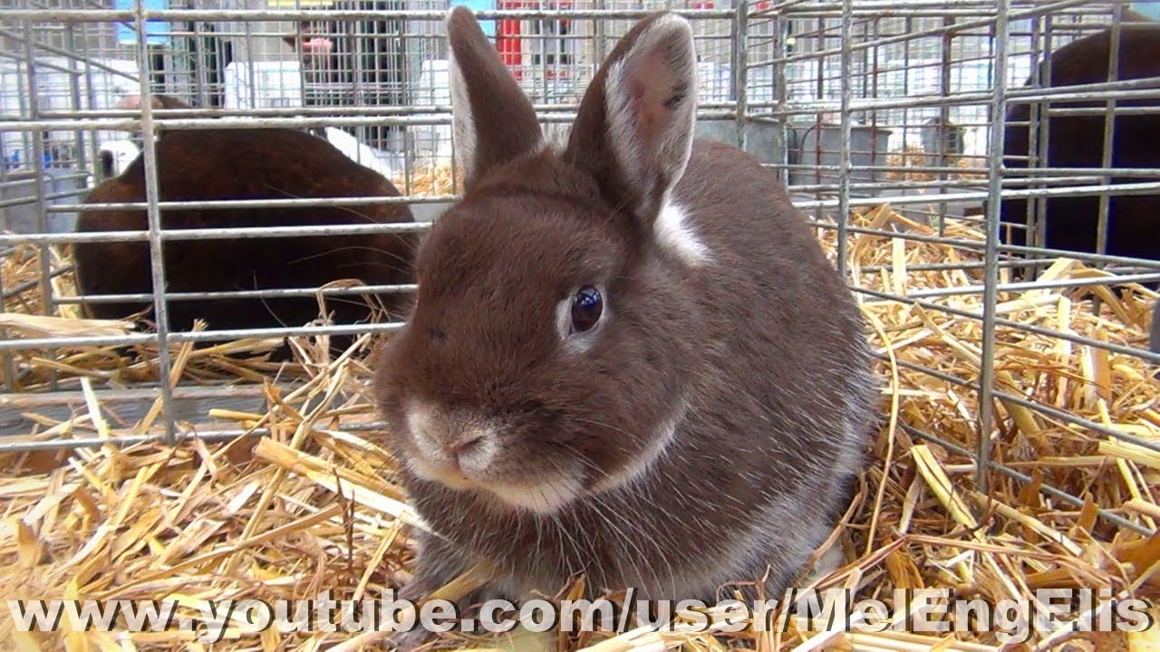 Lapin nain de couleur brun et blanc - Netherland Dwarf rabbit - Zwerg farben kaninchen - Évreux 2026