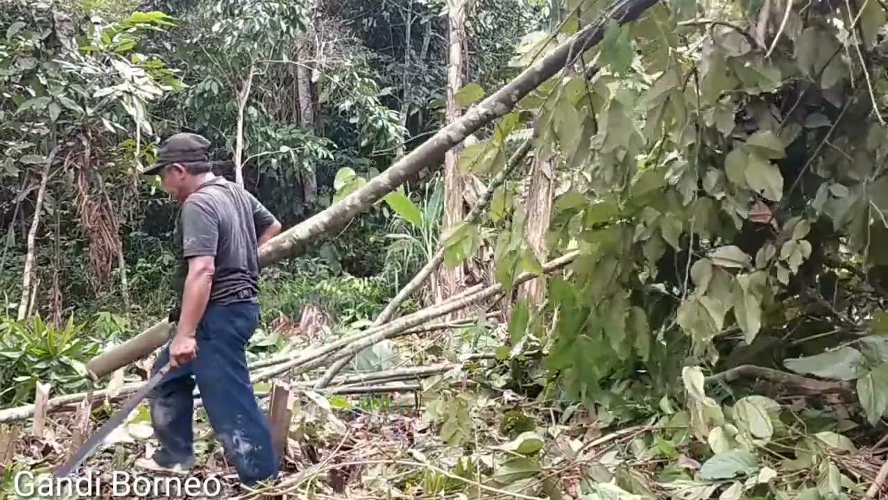 Cara Membersihkan Kebun Yang Menjadi Semak Belukar