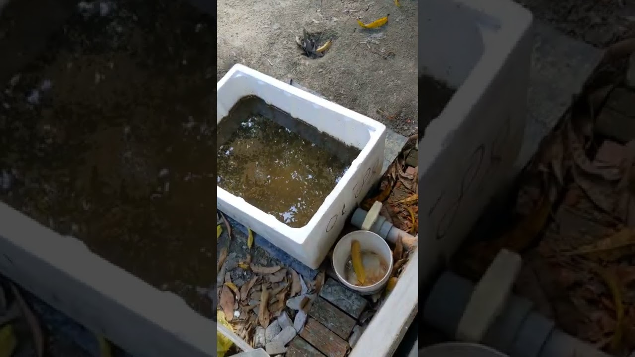 Cách lắp drum cho hồ cá koi . nguyên lý hoạt động và cách lắp drum khô và ướt#koifish