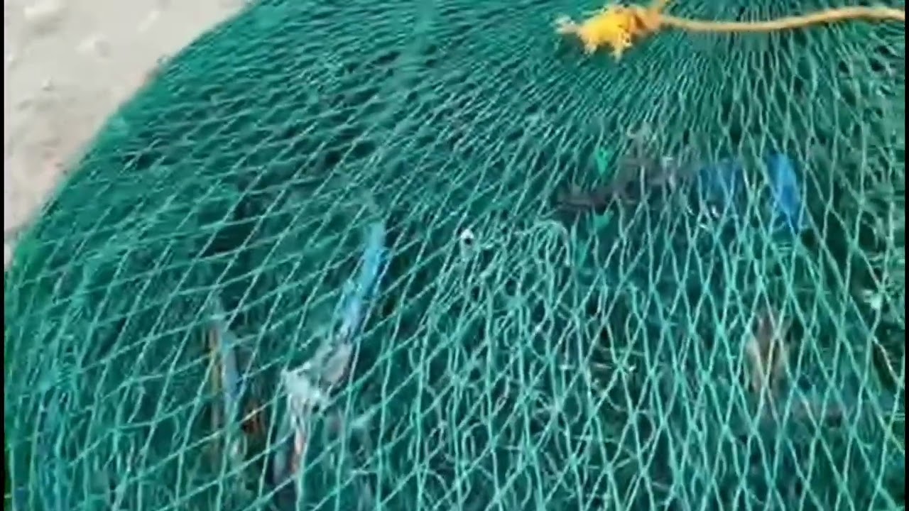 #MyAGENT Onin.                                Bantay sarado sila sa fishcage..! 