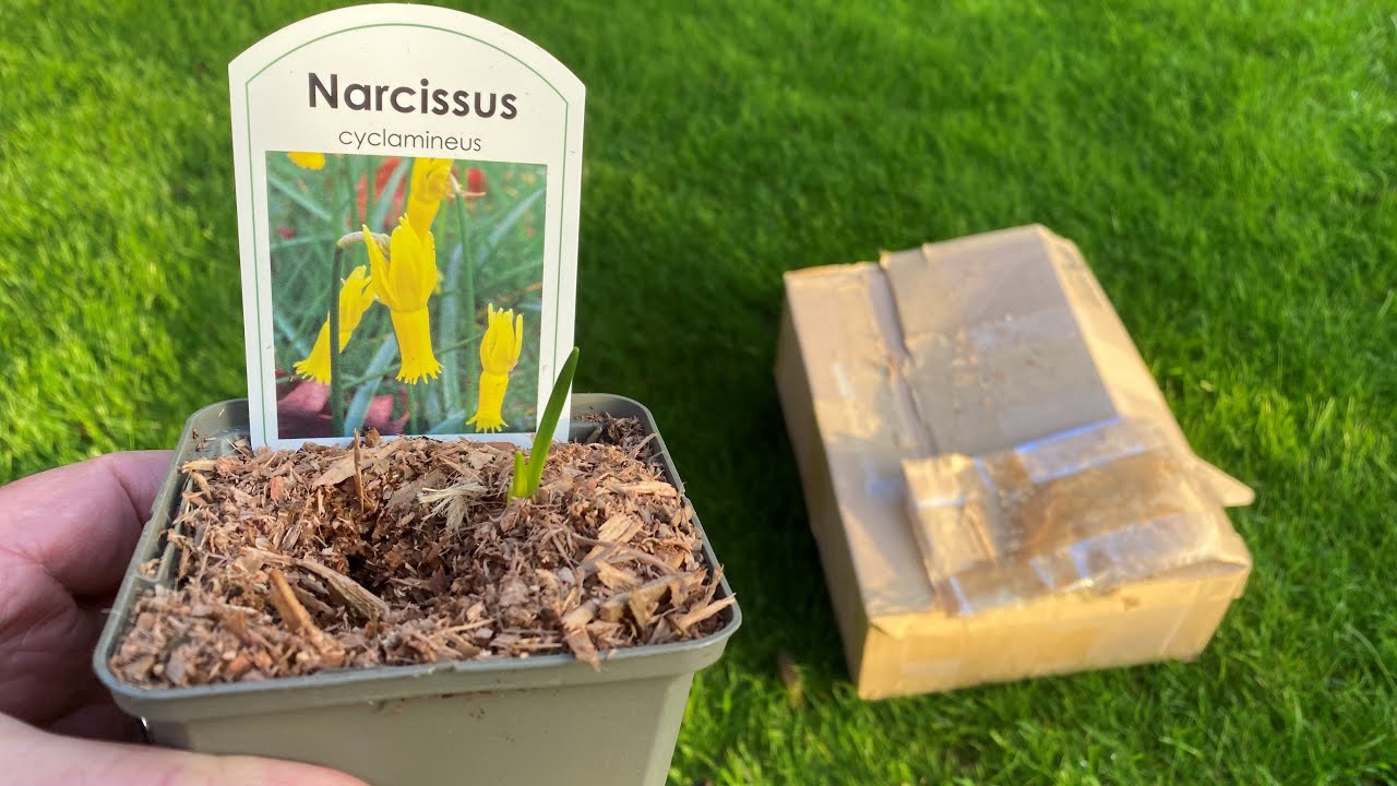 Rare Cyclamineus Narcissi daffodils found online #unpacking #daffodils #rare
