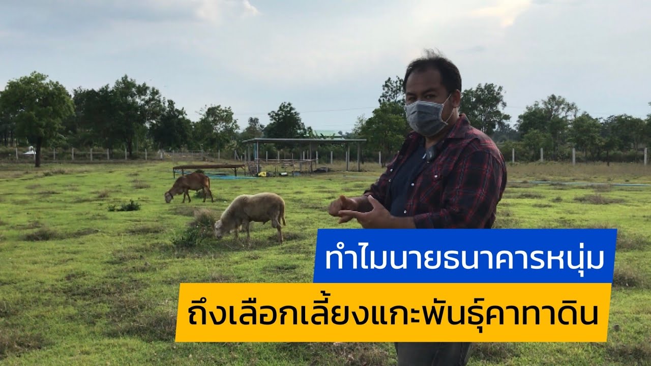 ทำไมนายธนาคารหนุ่ม ถึงเลือกเลี้ยงแกะพันธุ์คาทาดิน @ชุมชนคนเลี้ยงแกะ