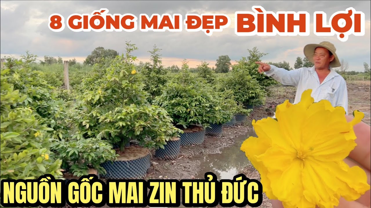 Đi tìm nguồn gốc mai zin Thủ Đức phát hiện 8 giống mai đẹp làng mai Bình Lợi ở vườn mai Xuân Phương