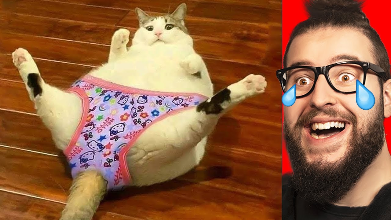 VIDEO GRACIOSO GATO
