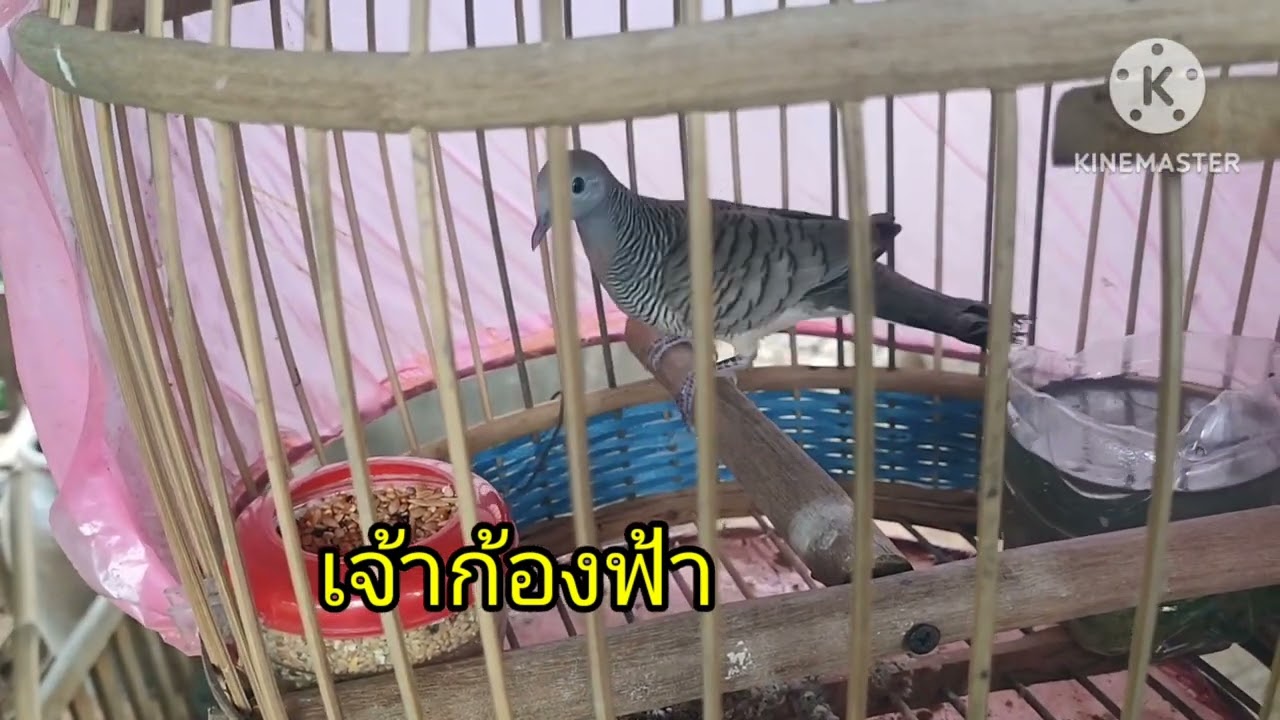 นกเขาชวาในค่ายตัวเด็ด? เกษตรข้างบ้าน channel