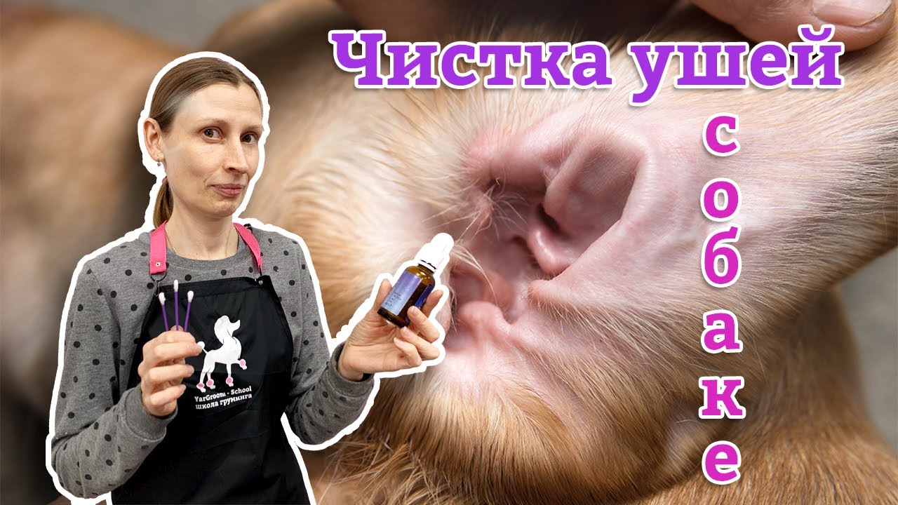 Чистка ушей у собак