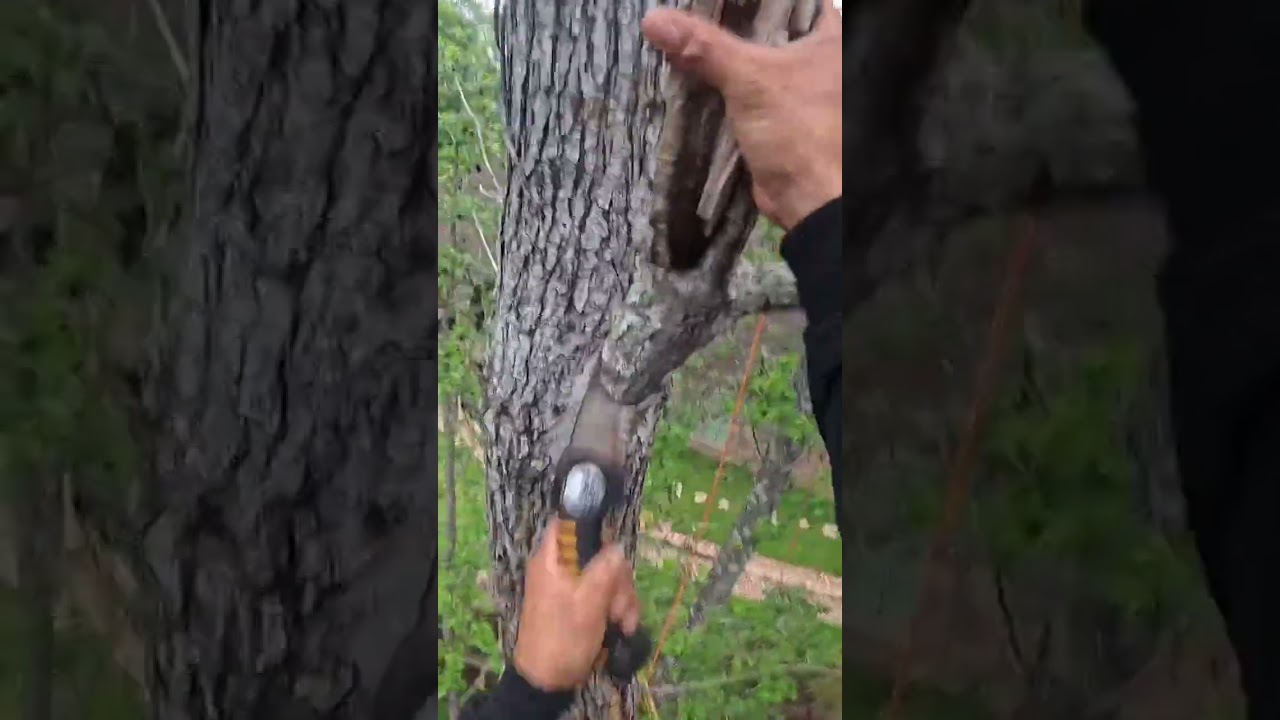 The risk of felling an old tree nearly crushed a house #treefelling #shorts #shortsfeed #satisfying