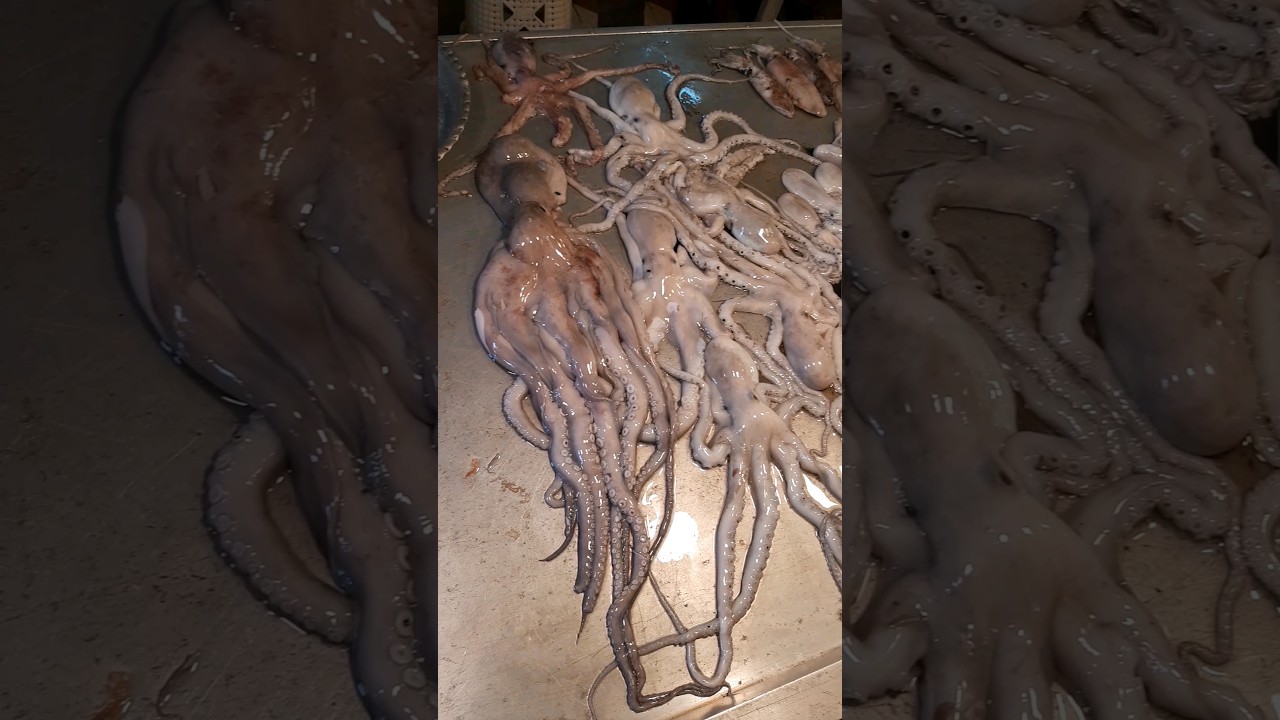 Bushehr fish market, Bushehr province, Iran #traveling #turist #iran #octopus #shorts