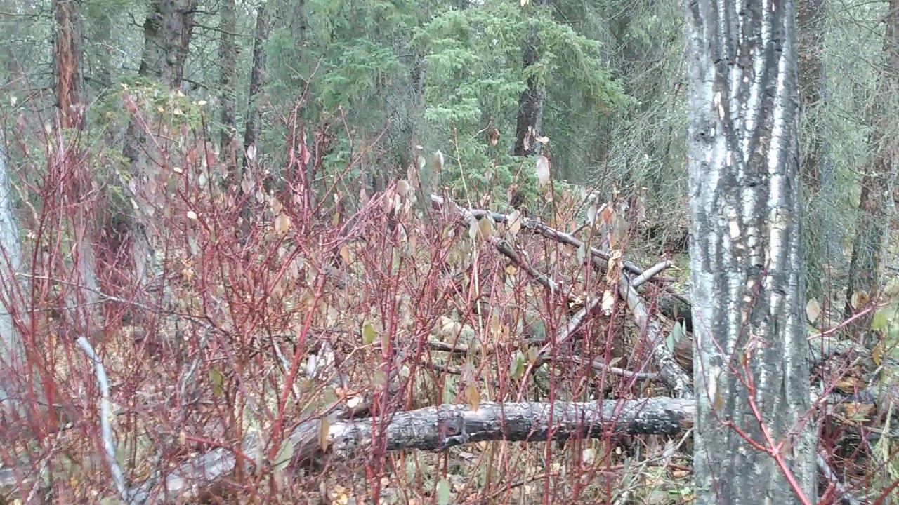 Cornus sericea - red osier dogwood