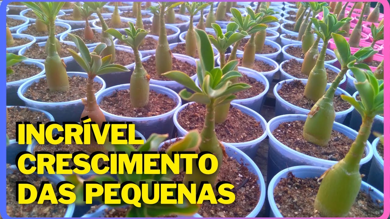 NOVA FORMA DE FAZER SUAS ROSAS DO DESERTO CRESCEREM