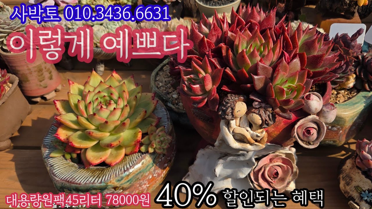 다육이 분갈이 흙은 단연 최고!뿌리 내리기 최고! 💕다육이 물둘이기와 통풍,키우기와 굳히기를 함께할 수있을까?사박토 010.3436.6631 #다육이 #다육식물 #다육이흙#분걸아흙