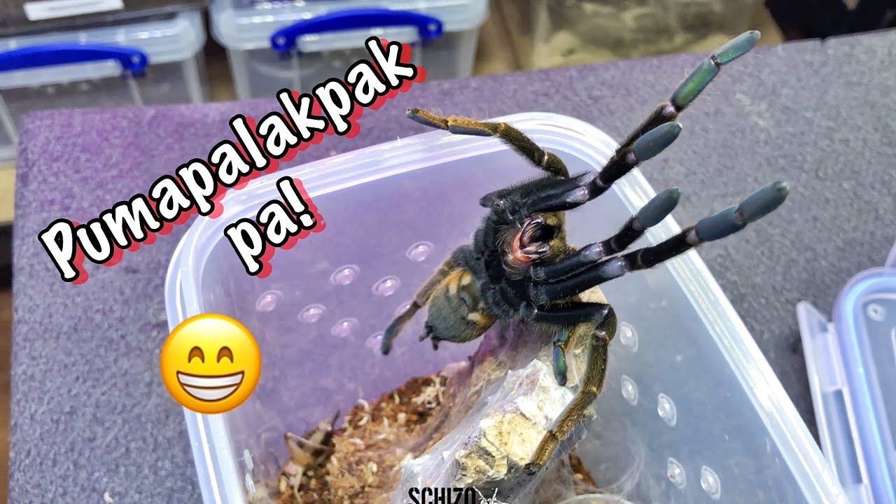 London tarantula pick up update at feeding