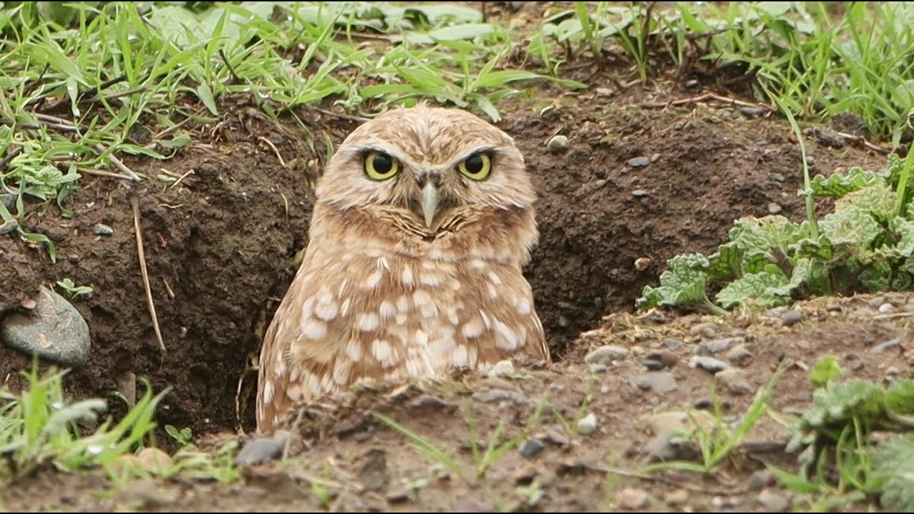 Burrowing Owl - nesting in plain site