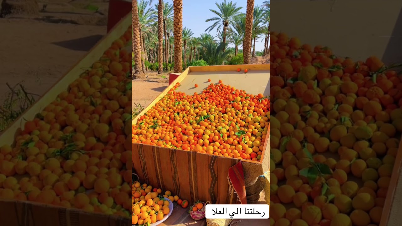12 يناير، 2026