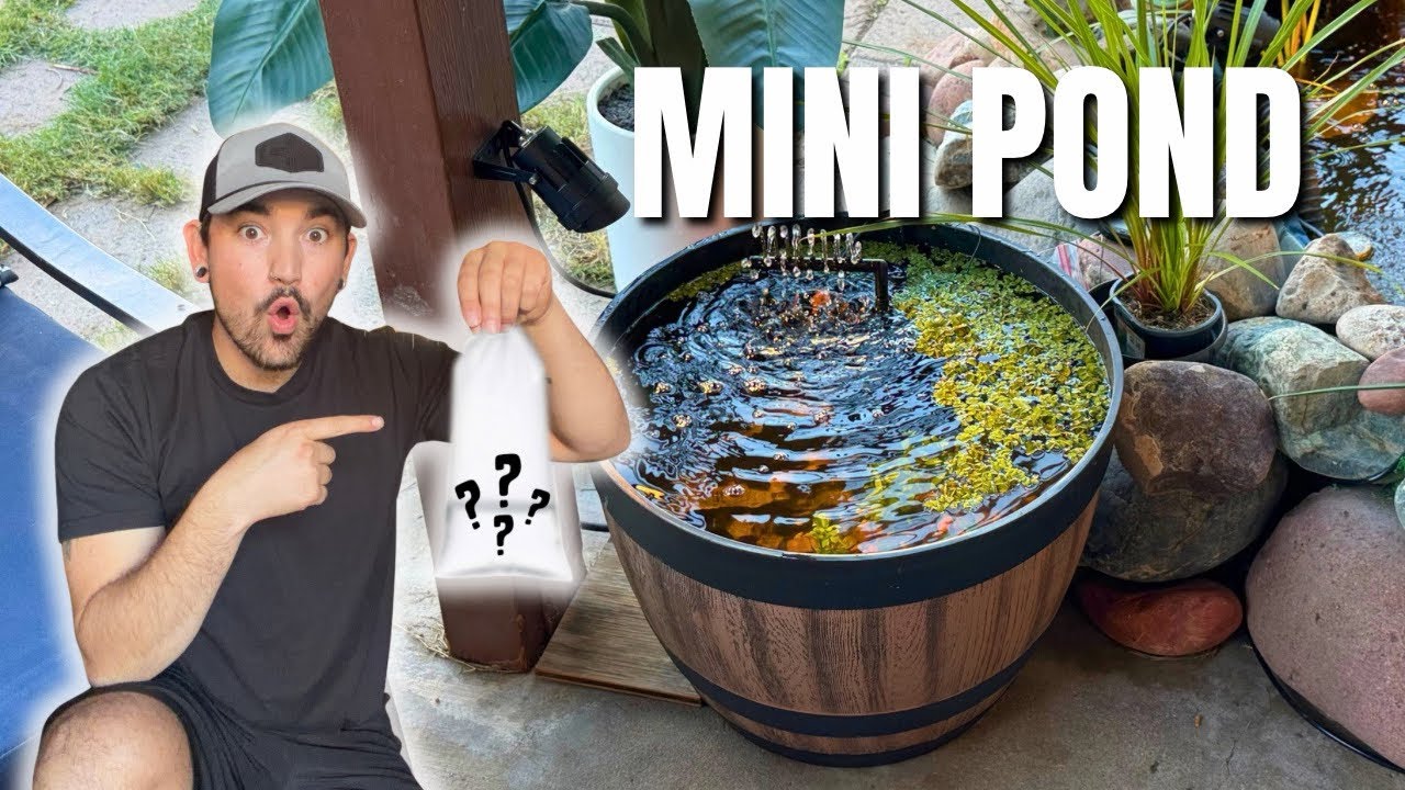 I Built a MINI POND for Under $100 (Guppy Pond Setup)