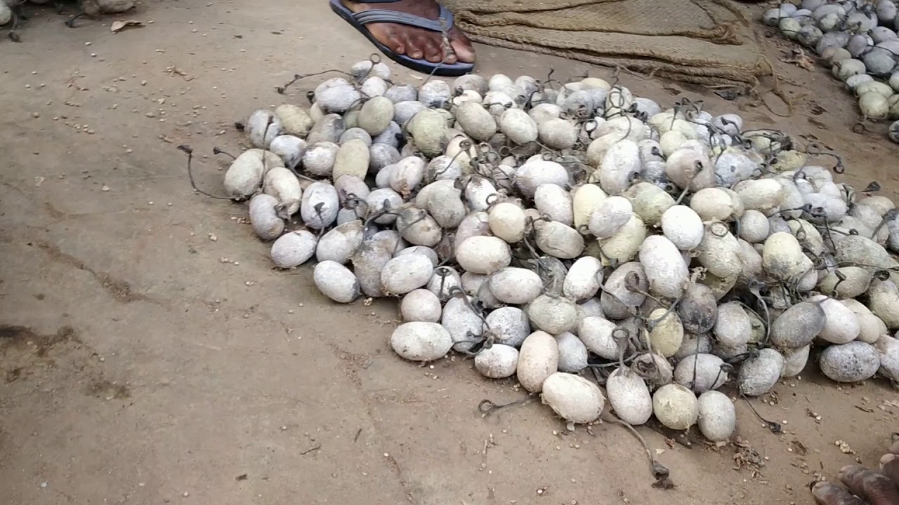 Tasar silkworm RANCHI