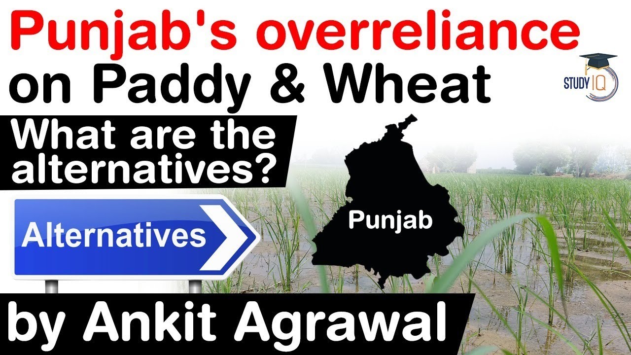Punjab's Wheat Paddy Monoculture - Why overreliance on Wheat Paddy not sustainable for Punjab? #UPSC