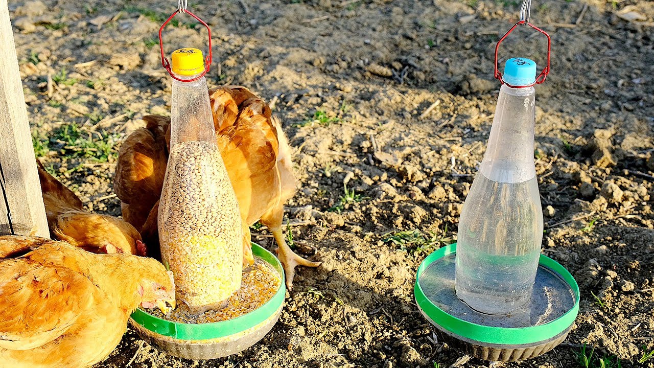 Coca Cola Şişesi İle Muhteşem Tavuk Suluk ve Yemlik Yapımı