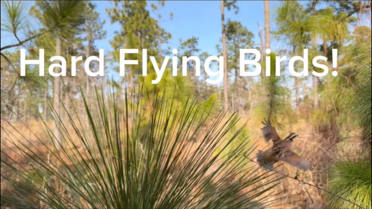 Hard Flying Birds! #englishsetter  #huntingdog #englishpointer  #birddogtraining #canineathletes 