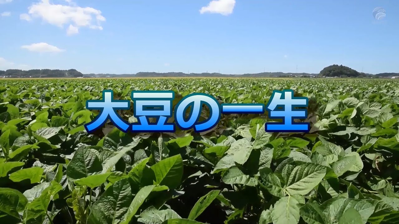 大豆の一生