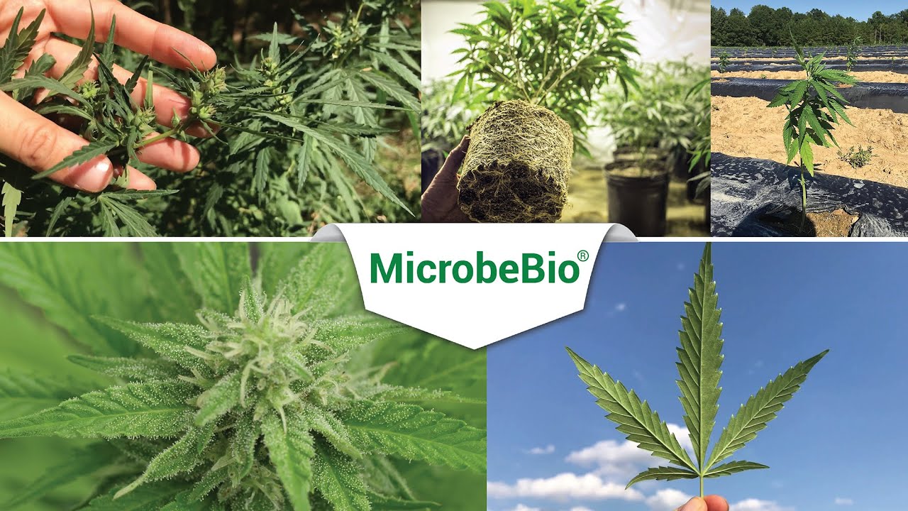 Growing Cannabis As Fast As Possible: What You Need To Know about microbes and cannabis