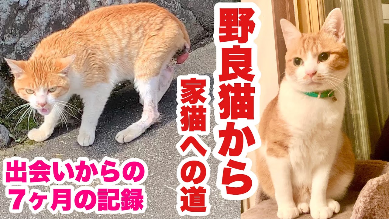 ボロボロの野良猫を保護してからの7ヶ月の記録【野良猫から家猫への道】