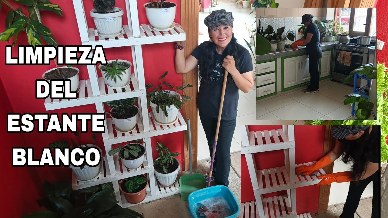 Limpieza y organización de mis CALATEAS y MARANTAS 