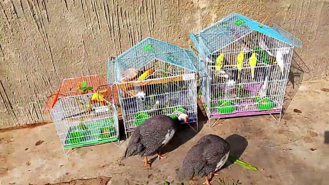 Hamari kahani 4 hamare love bird hamare Brijesh yellow or green aur white 🦜🐦🦜
