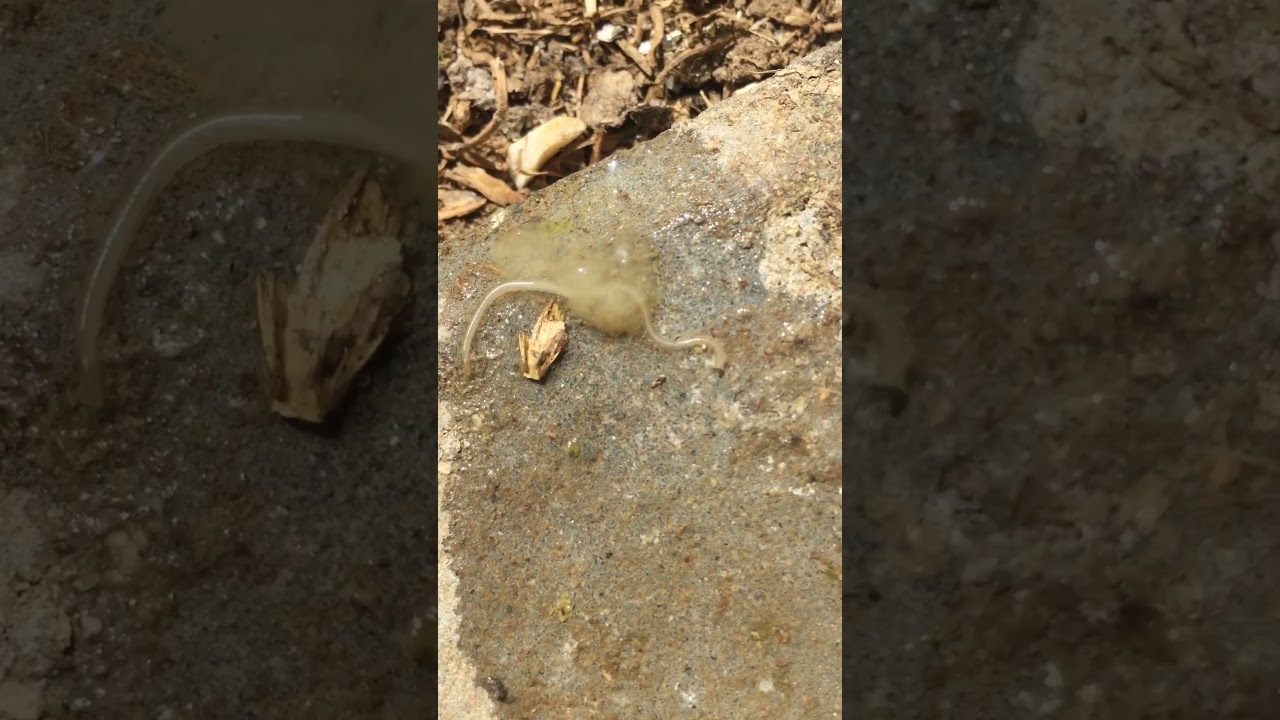 G&uuml;vercinde canlı  i&ccedil; parazit. &Ouml;zellikle yerde besleyen arkadaşlar d&uuml;zenli i&ccedil; parazit tedavisi şart