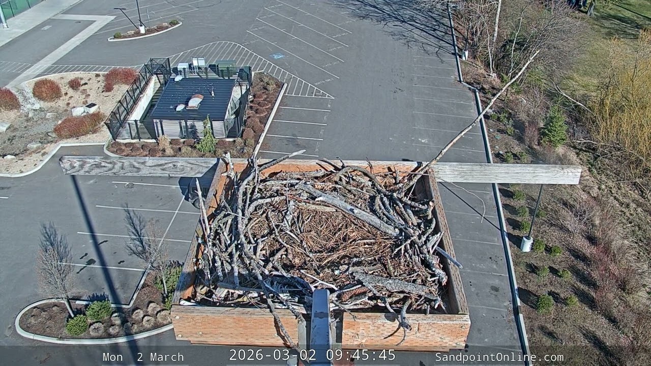 2026-03-02 Sandpoint Online - Osprey Nest Time-lapse
