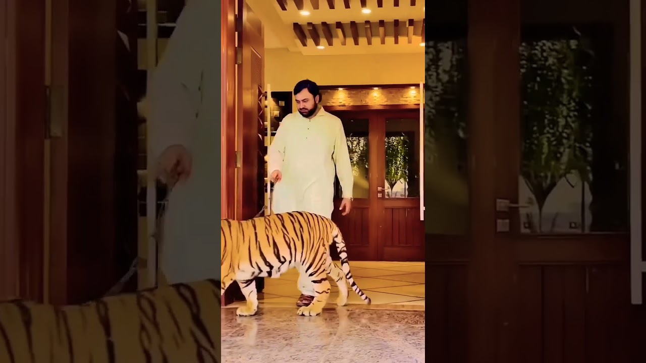 Tottal kitnay lions tigers hein