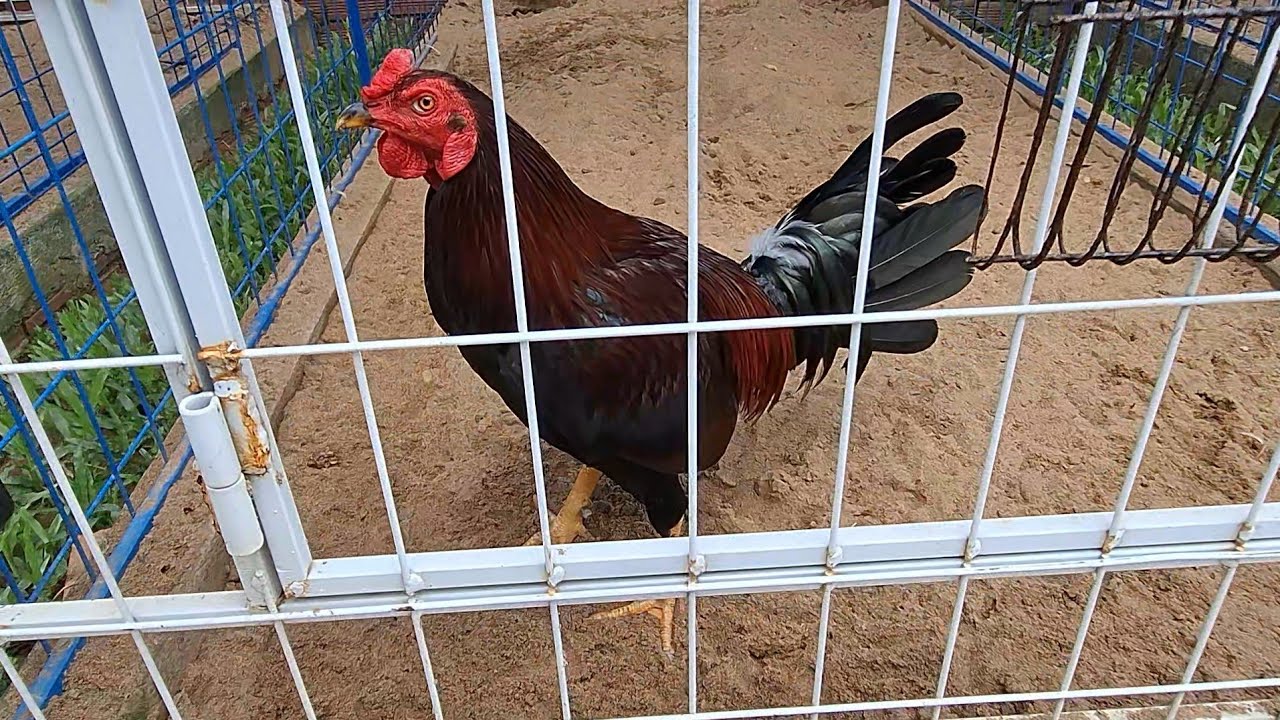 Ae xem tự đánh giá, gà ở trại..#tranlevlog #fumny 