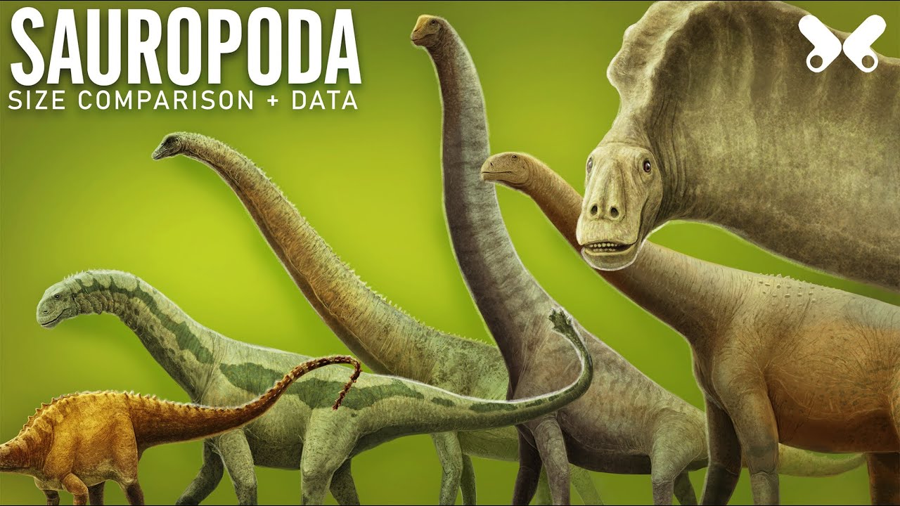 SAUROPODA. the Largest Dinosaurs