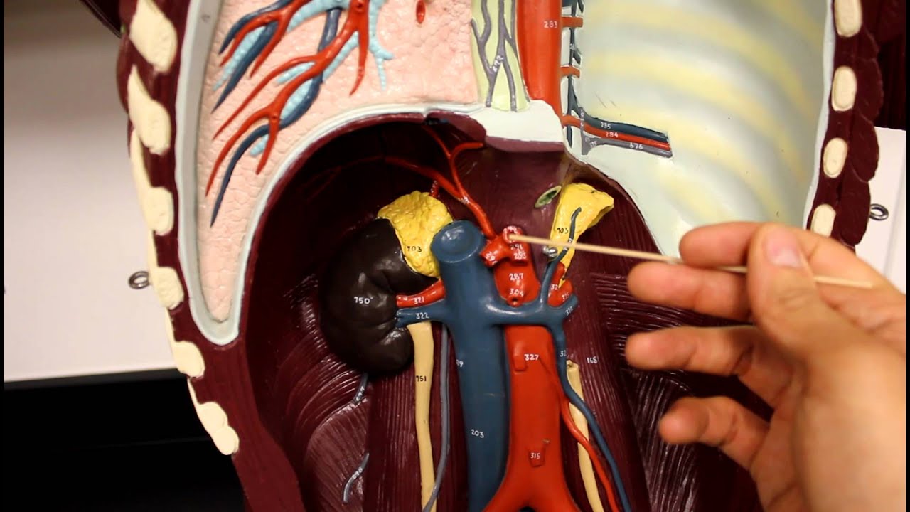 CIRCULATORY SYSTEM ANATOMY: Systemic circulation arteries of the torso model description