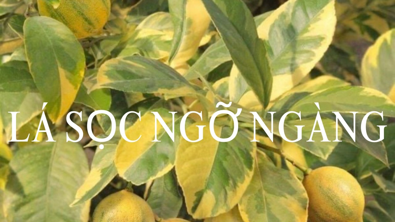 #112 Chanh Cẩm Thạch Ra Hoa Trắng Tinh | Vẻ Đẹp Dịu Dàng Trong Khu Vườn. 2/20/2026