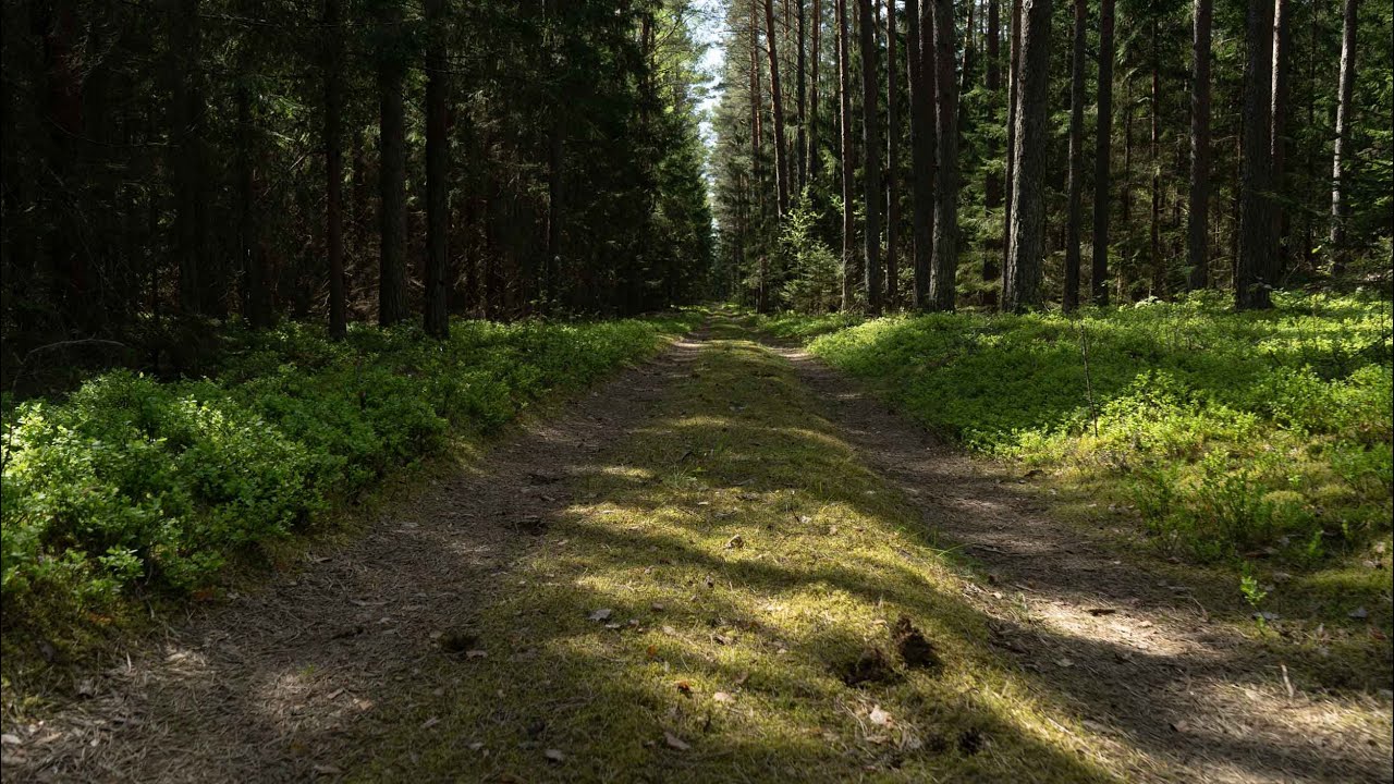 Viešvilės pažintinis takas