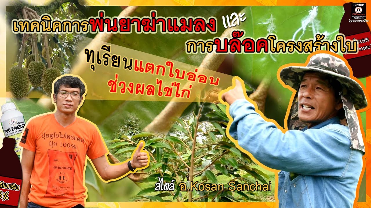 เทคนิคการพ่นยาฆ่าแมลง และ บล็อคโครงสร้างใบกับทุเรียนที่แตกใบอ่อนในระยะผลไข่ไก่ สไตล์ อ.Kosan Sanchai