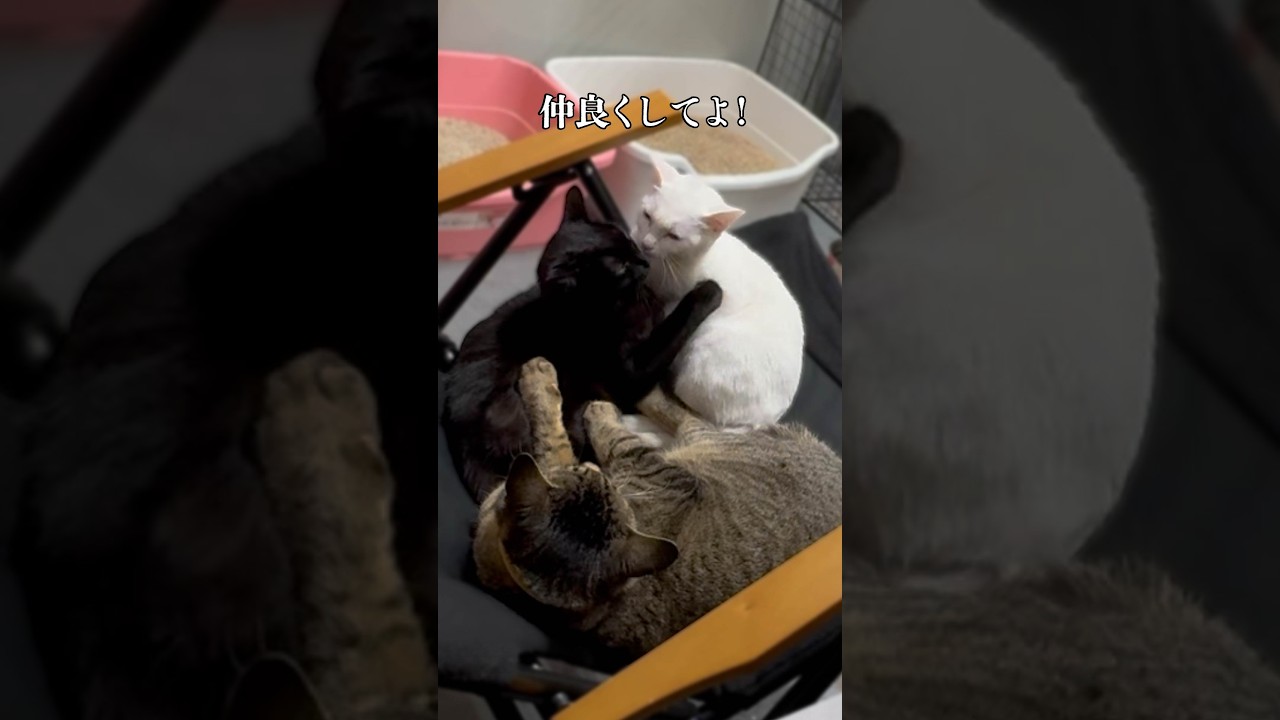 それぞれの主張