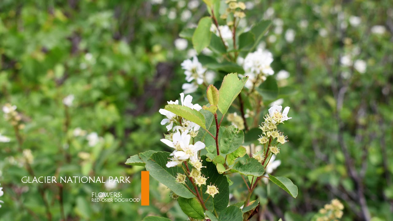 Wildflowers of the Canadian Rocky Mountains