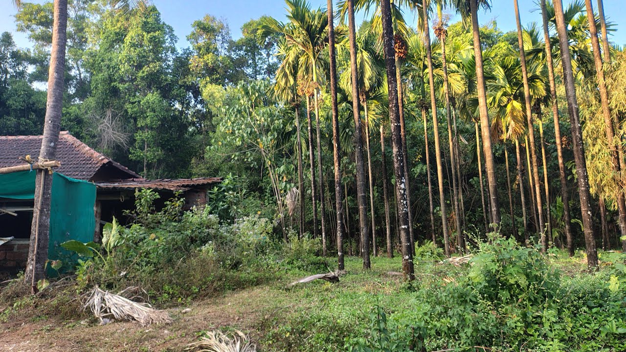 Exploring our village and forest. Peaceful than city life Comment if your idea. FishingVideo is live