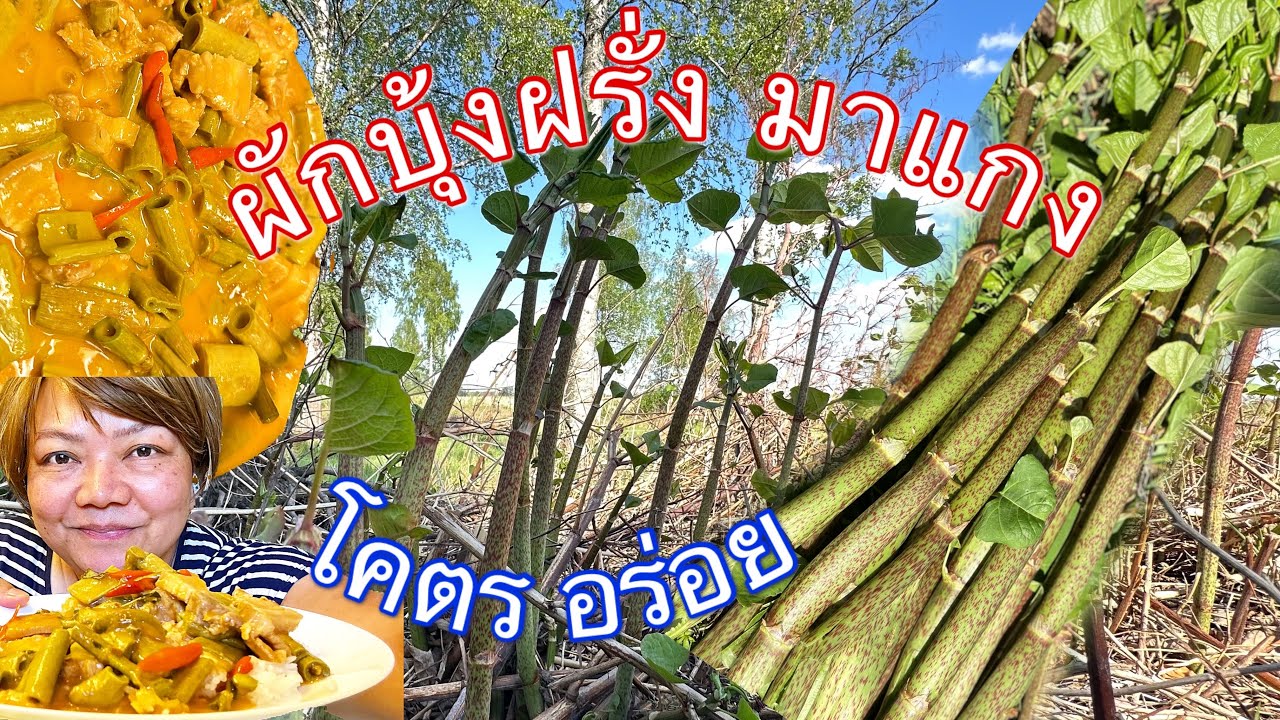 ผักบุ้งฝรั่ง,ทำอะไรดี⁉️(เก็บมาแกง),(ลวกแช่แข็ง),(ไผ่ญี่ปุ่น),Japanese knotweed,(Fallopia japonica)