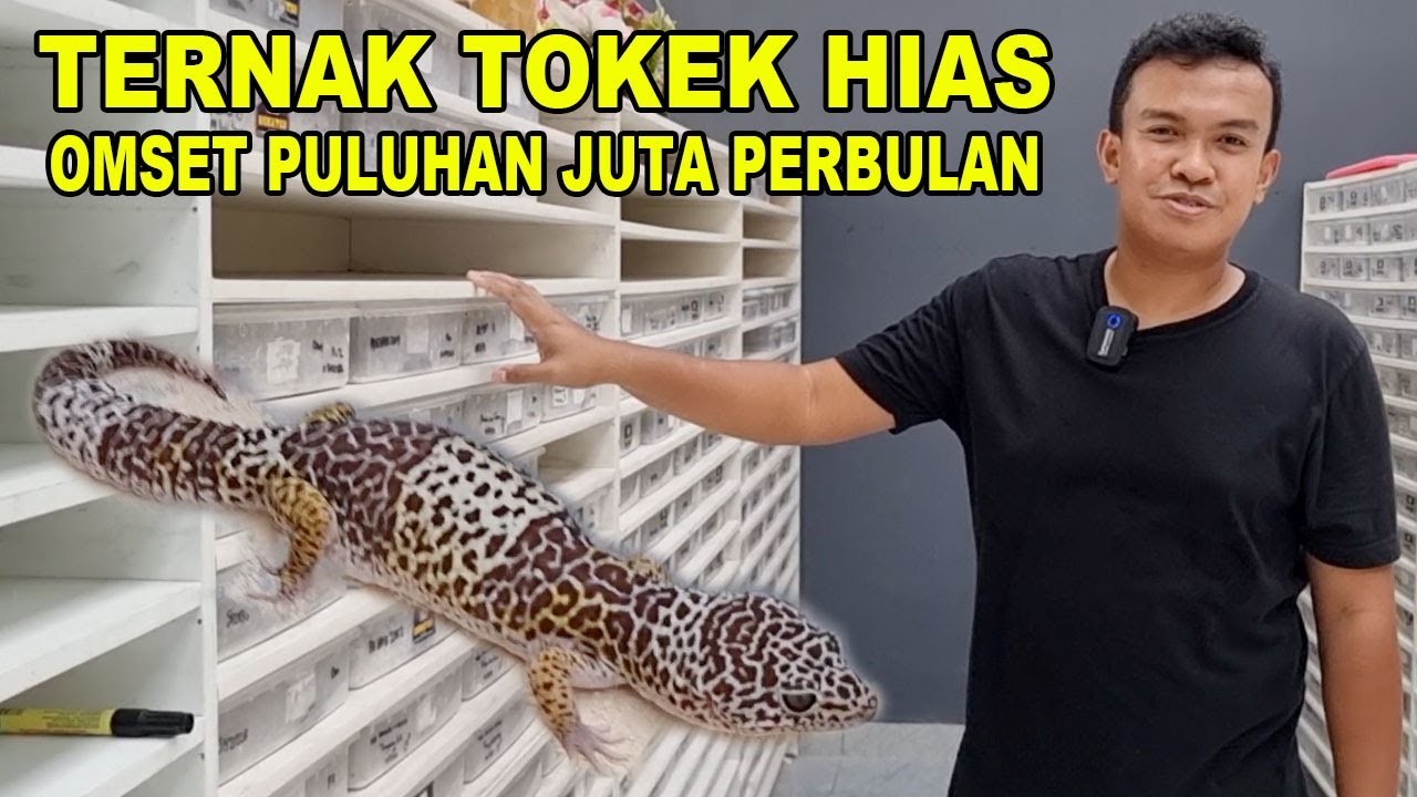 TERNAK TOKEK HIAS OMSET PULUHAN JUTA PERBULAN