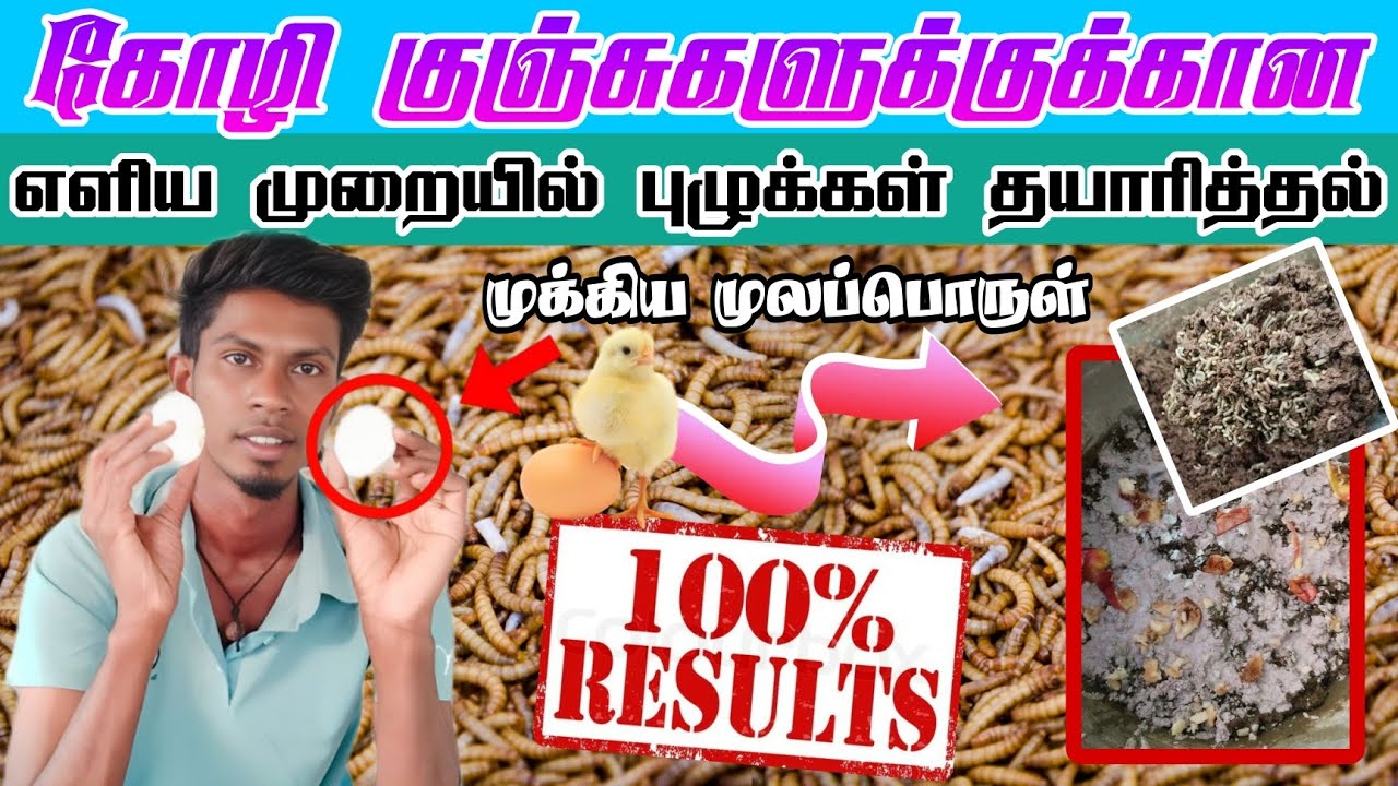 #கோழி குஞ்சுகளுக்குக்கான புழுக்கள் தயாரித்தல்#இயற்கை முறையில்#ஊட்டசத்து#worms#chicken#eggs#pet#chike