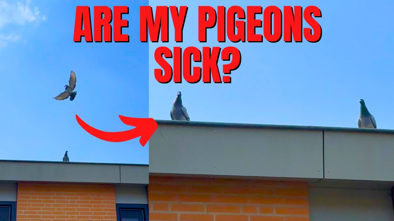 NEW Racing Pigeon Race - What's Wrong With My Racing Pigeons?